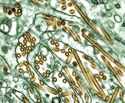 Urgent Call for Heightened Alertness as Highly Pathogenic Avian Influenza Triggers Global Animal Epidemic - 1