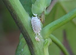 Résultat de recherche d'images pour "scale insects"