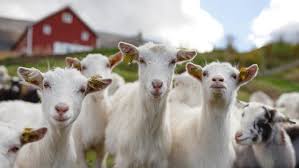 Image result for GOAT