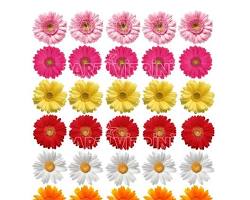 Yenilebilir papatyalar