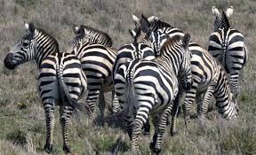 Résultat de recherche d'images pour "domesticated zebra"