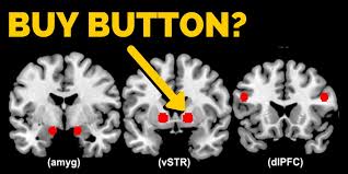 Image result for ventral striatum