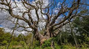 Trend Google: major oak