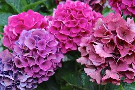 Image result for fotos hortensias gratis