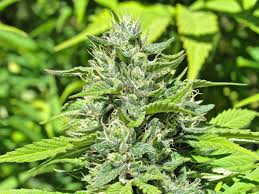 Resultado de imagen de Legalization
