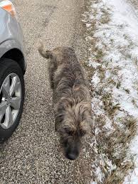 Who owns the dog on Muncie road?