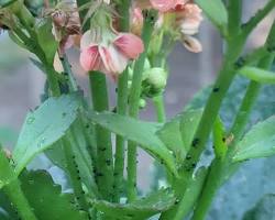 mealybugs on a kalanchoe plant