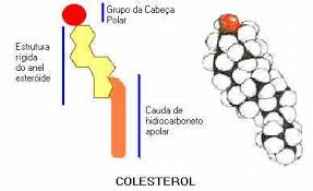 Resultado de imagem para colesterol