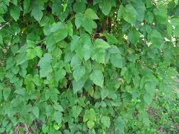 Image result for poison ivy