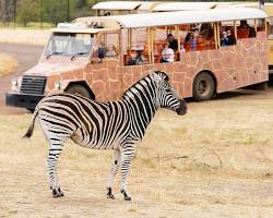 Image of Werribee Open Range Zoo