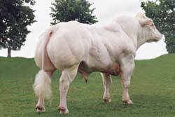 Image result for belgian blue bull meat