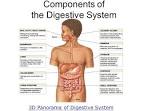 2 parts of metabolism test