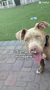 pitbull #dog #dogsoftiktok #videoviralitiktok #teamwork mi Romeo 🐶🐶... | Pitbulls | TikTok