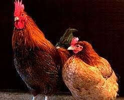 صورة الدجاج