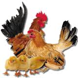 Resultado de imagem para galinha de raçã