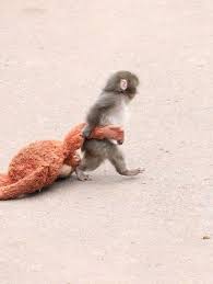 Đây là bé Punch ở sở thú Ichikawa, Nhật Bản. Bé bị mẹ bỏ rơi ...