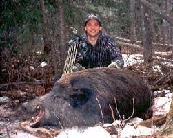 Image result for california wild boar size