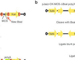 Image of pJAZZOK plasmid map