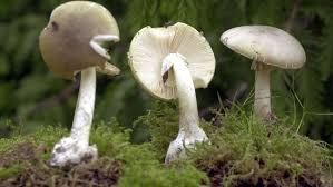 Burgdorf closes part of playground after deadly mushrooms found
