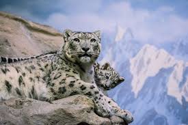 Résultat de recherche d'images pour "snow leopard biting tail"