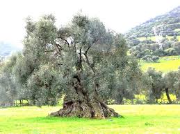 Risultati immagini per alberi monumentali