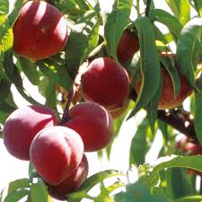 peach tree ile ilgili görsel sonucu