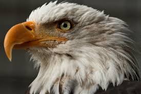 Image result for what is eagle