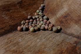 Risultati immagini per roveja legume