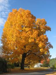 Image result for larch tree