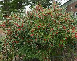 Winterberry (Ilex verticillata) plant
