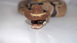 Image result for snakes with hats