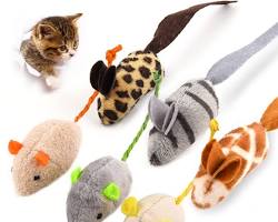 kittens and an adult cat playing with toysの画像