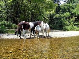 Image result for "Current River"