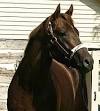 Champion Smarty Jones returns to Kentucky for stud duties