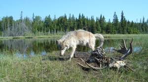 resultado de la imagen de Parque Nacional Isle Royale