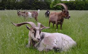 Image result for GOAT