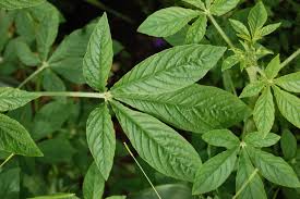 Image result for Cleome hassleriana