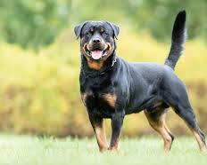 Rottweiler dog