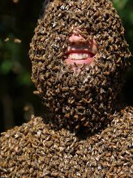 Résultat de recherche d'images pour "covered in bees"