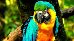 Image result for macaw parrot hd