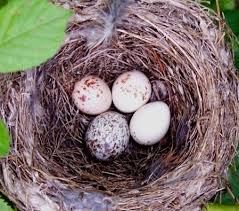 Image result for brown headed cowbird eggs