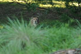 Image result for safari disney animal kingdom lake cheetah