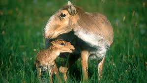 Résultat de recherche d'images pour "saiga antelope"