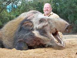 Image result for cape buffalo