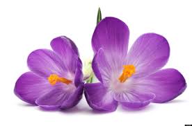 Résultat de recherche d'images pour "fleurs"