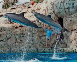 Image of Dolphin Encounters at the Texas State Aquarium