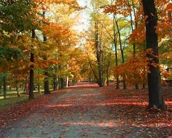 Firenze, Italia, foglie d'autunno