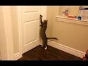 Cat opening door