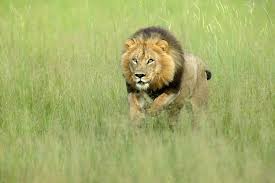 Image result for charging lion