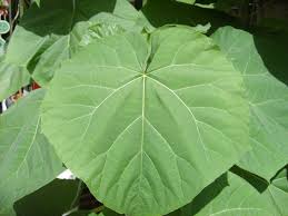 Image result for "Foxglove Tree"